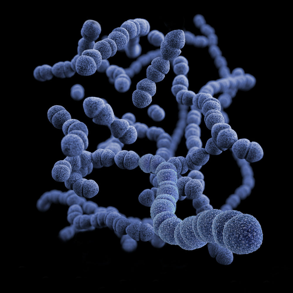 Can Cat Litter Give You Toxoplasmosis?