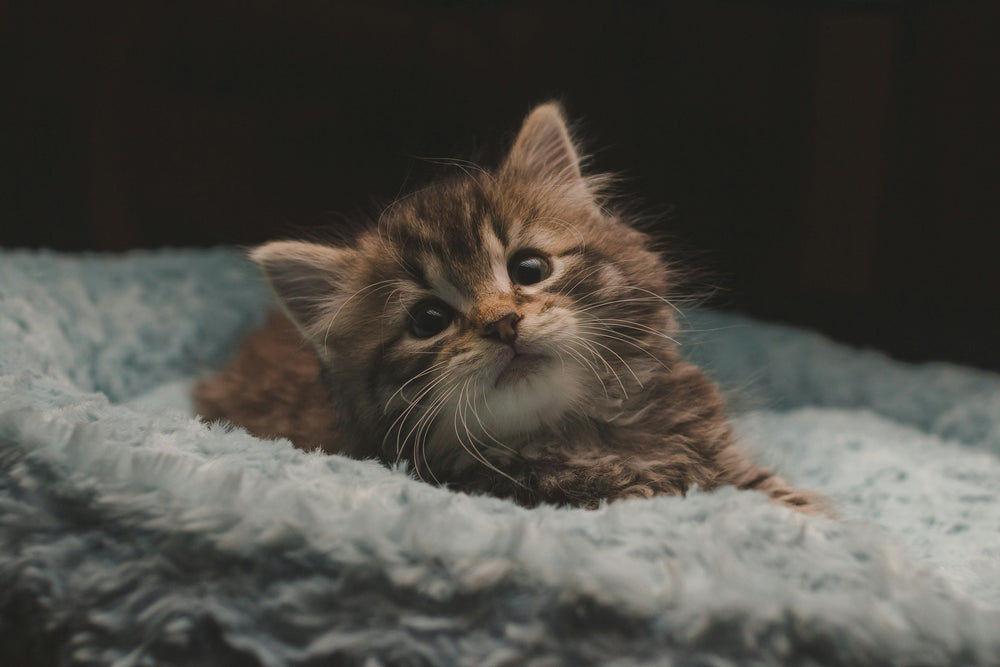 The Complete Guide to Caring for a New Kitten