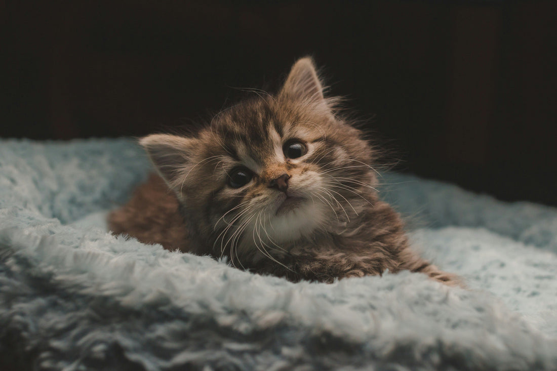 The Complete Guide to Caring for a New Kitten