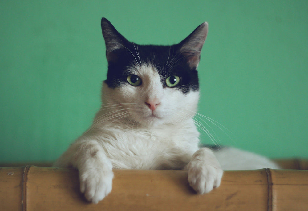 What Your Cat's Litter Box Is Telling You About Their Health