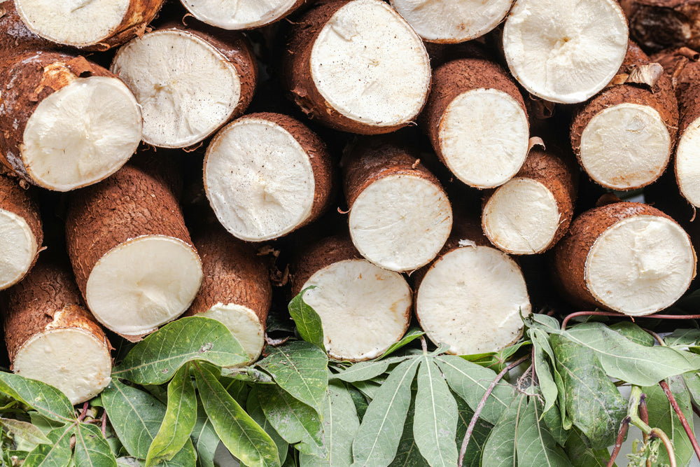 Why Cassava? The Plant Behind Our Litter