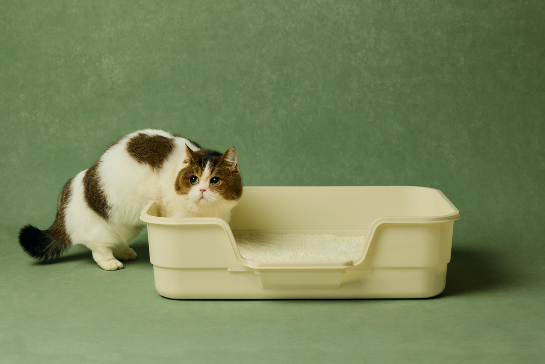 Switching to Plant-Based Litter: What to Expect
