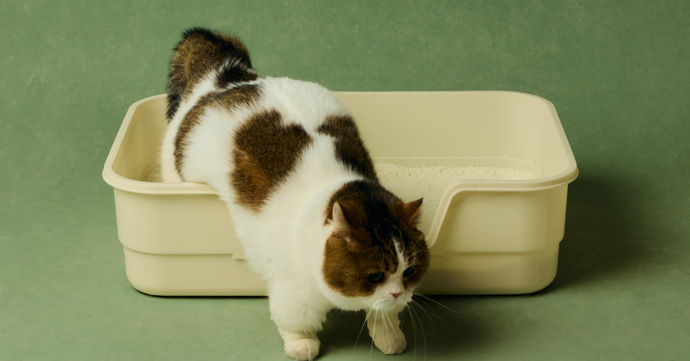 Why Is My Cat Peeing Outside the Litter Box?