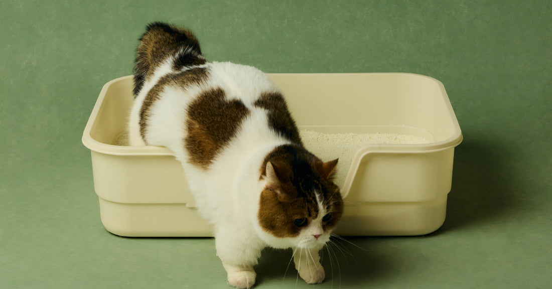 Why Is My Cat Peeing Outside the Litter Box?