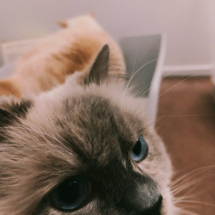 Closeup of a blue eyed colourpoint cat