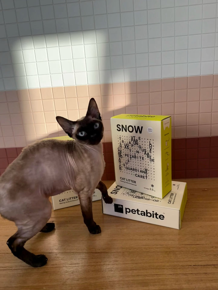 Colourpoint cat beside Snow boxes against a tiled wall