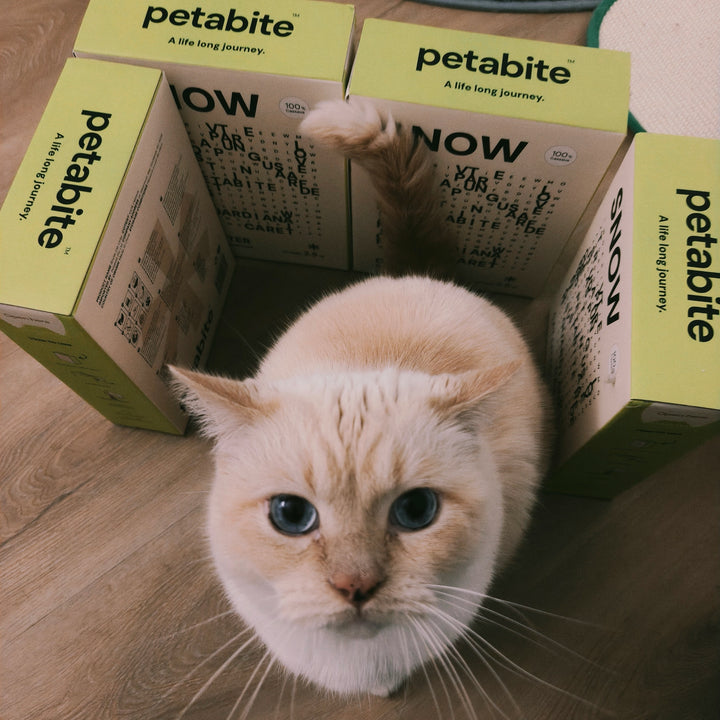 A cream cat between Snow boxes