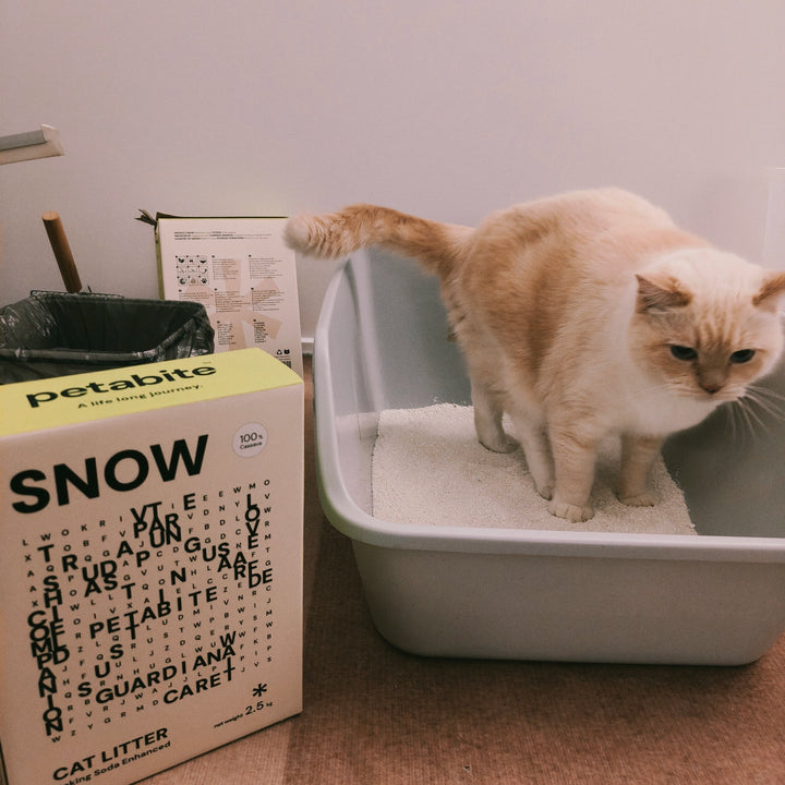A cream cat in a white tray beside a Snow box
