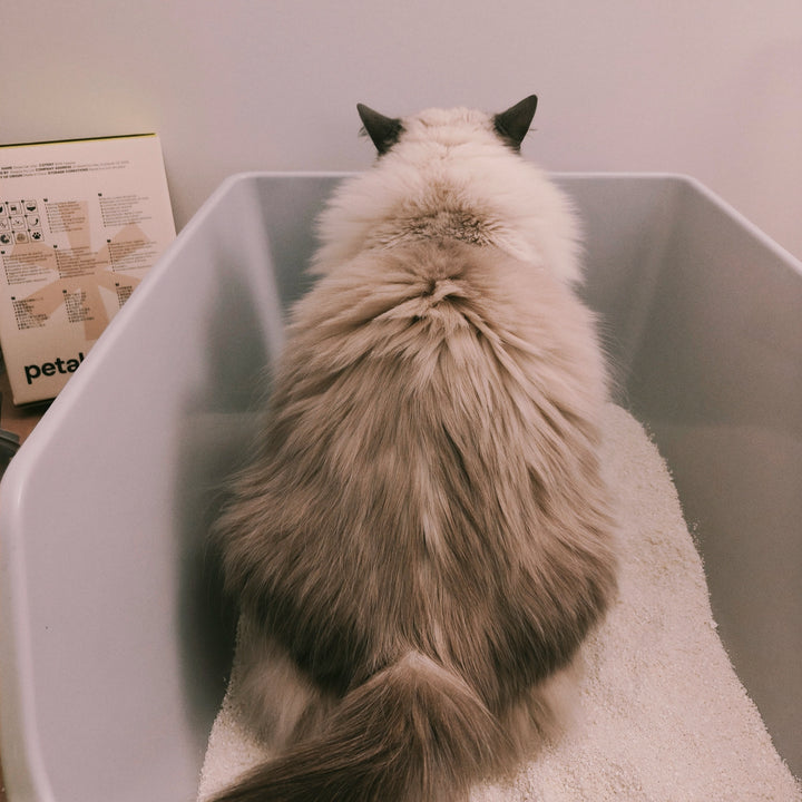 A fluffy colourpoint cat facing away in a white tray
