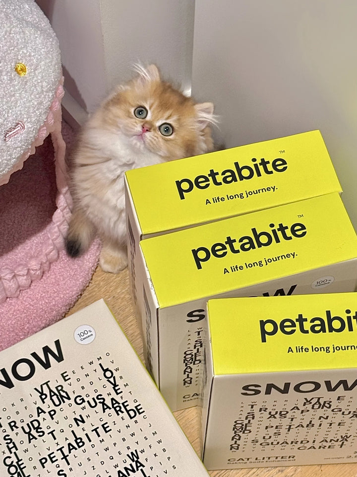 Golden kitten beside Snow boxes and a pink cat tree
