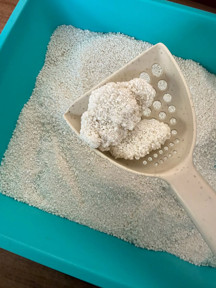 Litter clump on a scoop above a turquoise tray