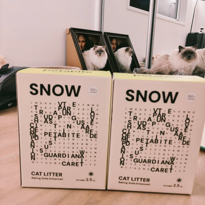 Two Snow boxes with cats behind them