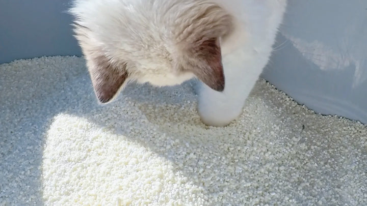 A cat exploring Snow in a litter tray