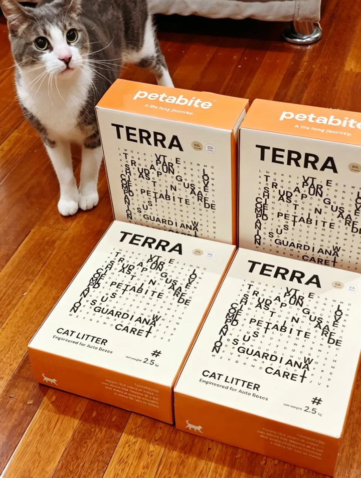 Grey and white cat beside four Terra boxes