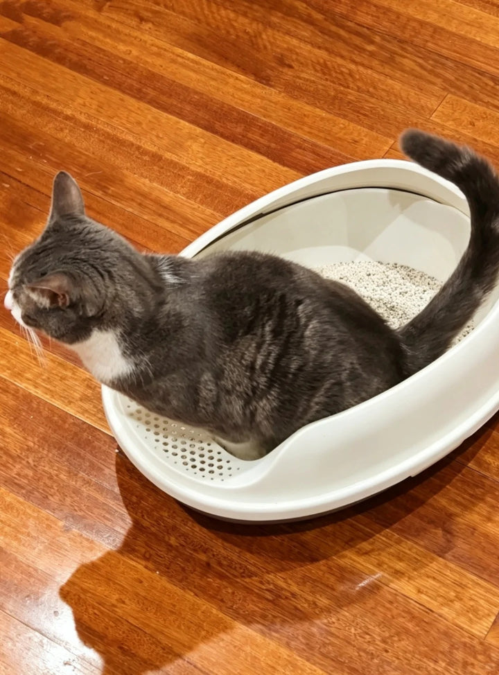 Grey and white cat in a light coloured litter tray