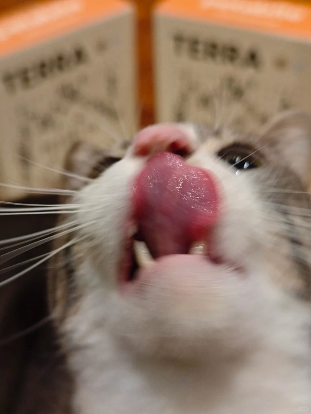 Playful closeup of a cat with Terra boxes behind