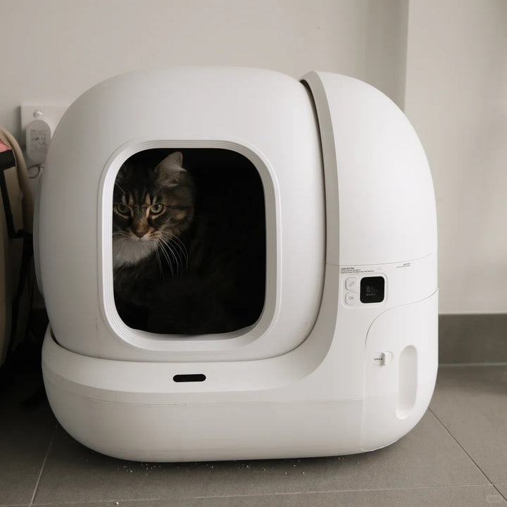 Tabby cat in a white automatic litter box